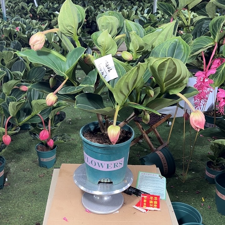 梓***桐少量花朵（建议范围：2朵-5朵 或40%以下）