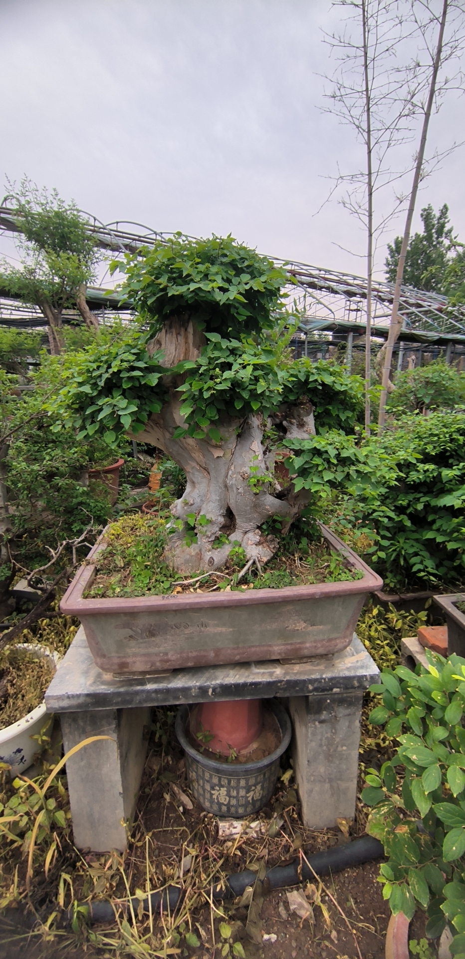 黄荆盆景黄栌雀梅