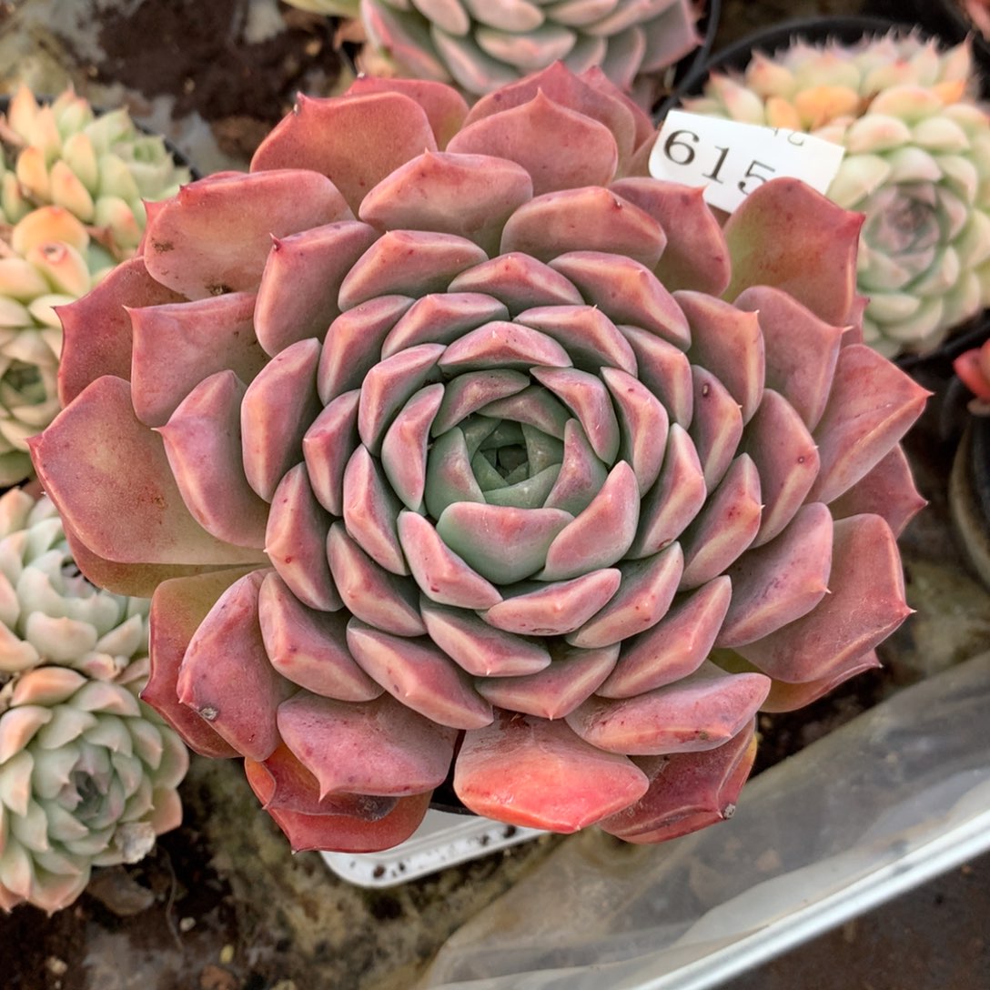 6158新年快乐发发发