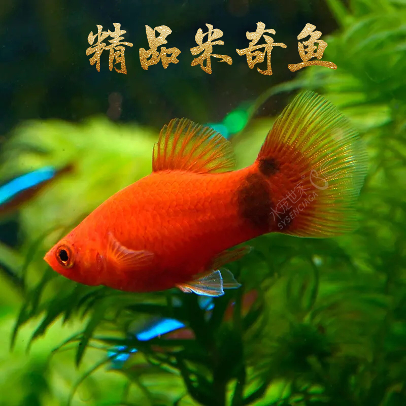 米奇鱼活体鱼小型热带鱼月光鱼淡水鱼活体剑尾鱼胎生鱼水族宠物鱼