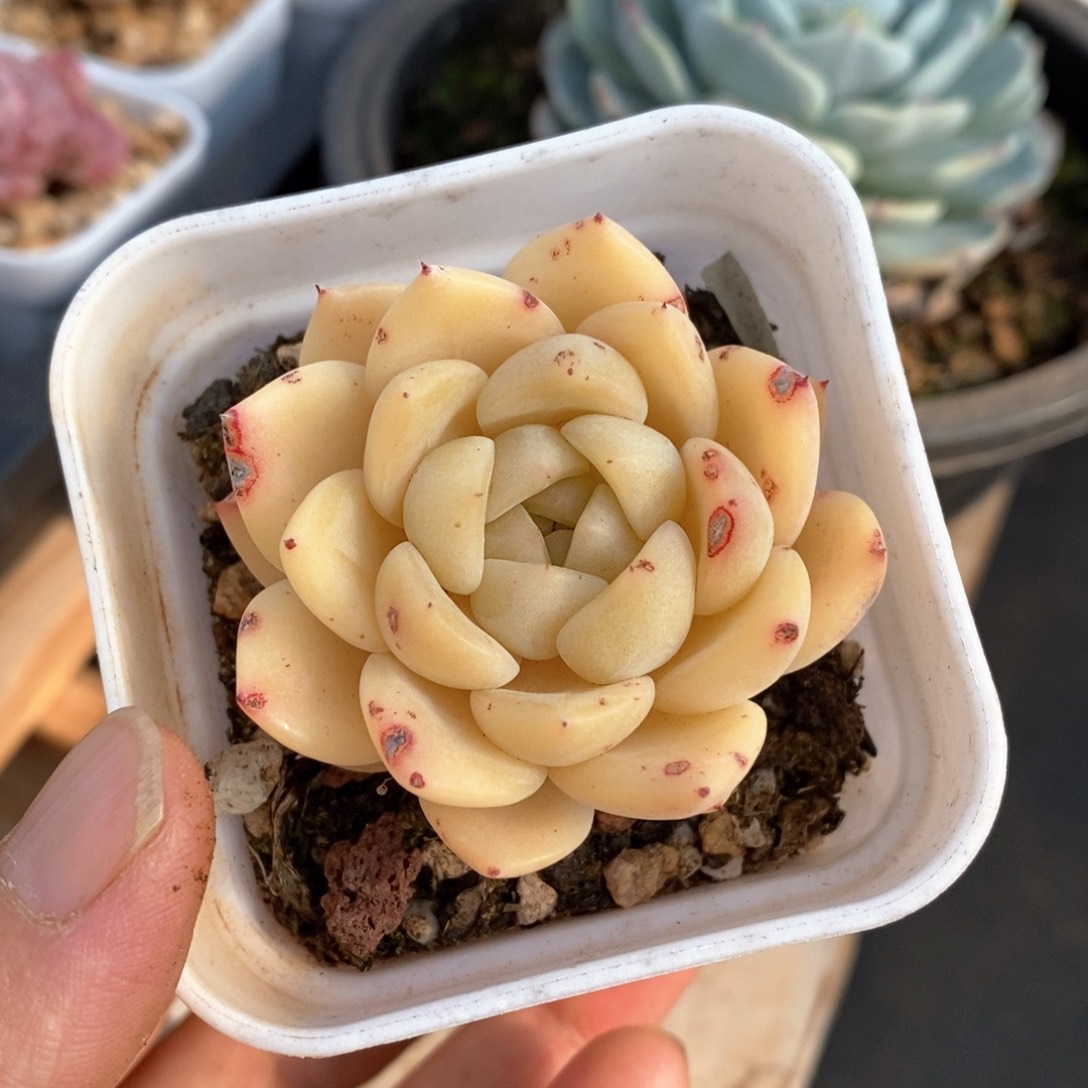 精品多肉一物一拍不包整155