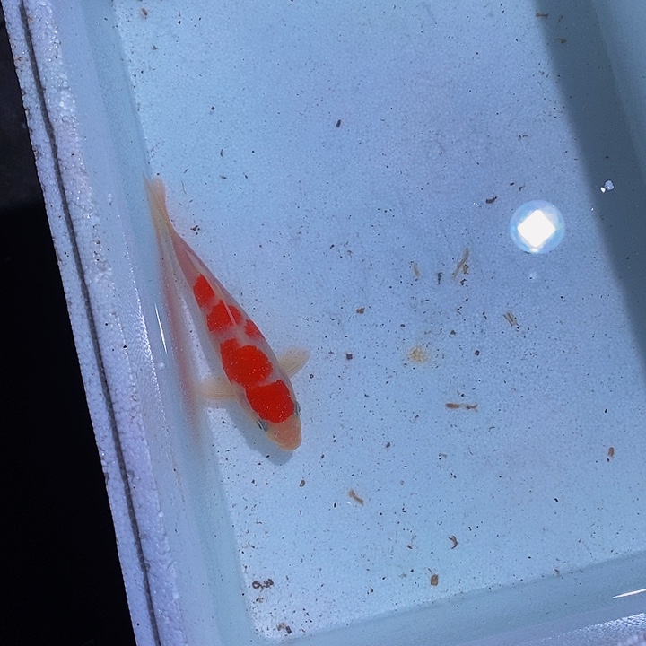锦鲤锦鲤活鱼开箱包活