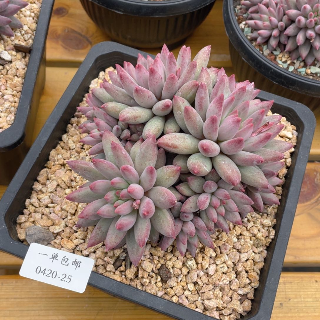 0420-25虞美人。。。。？