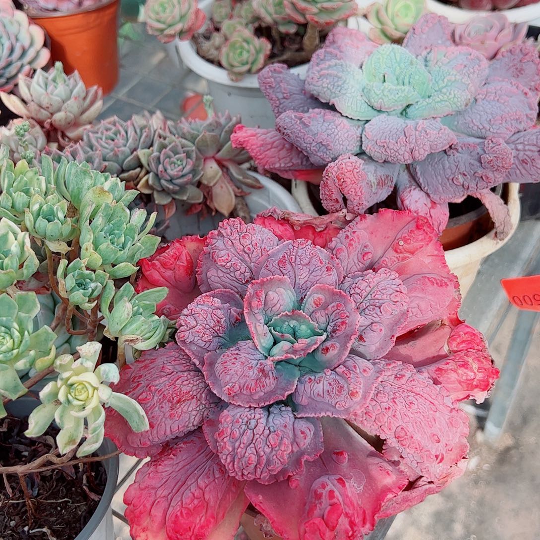 狂野男爵大单头精品特价