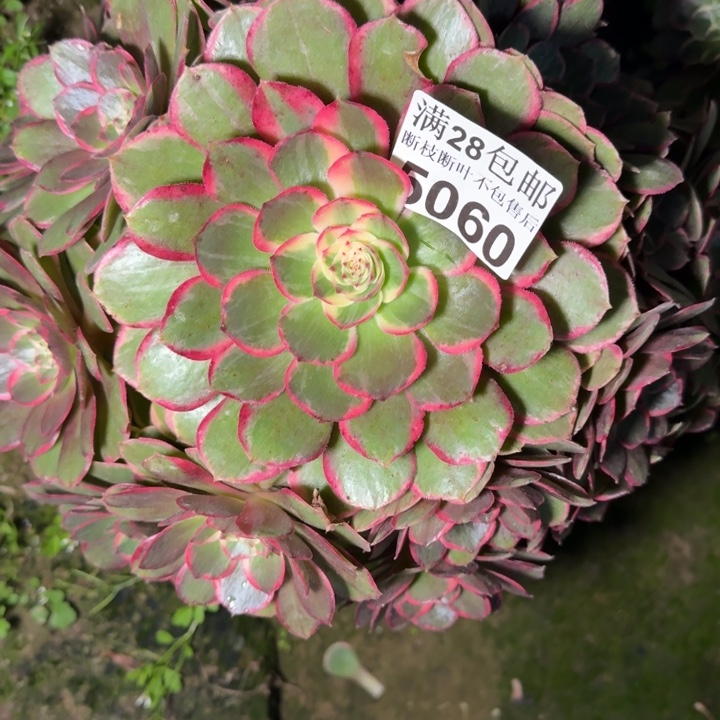 5060花妖多肉植物