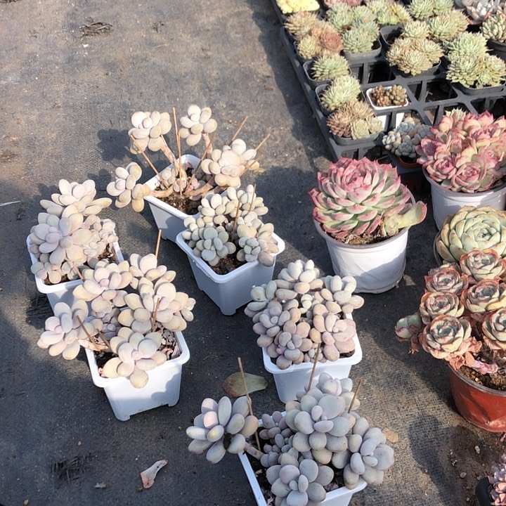 红姐多肉。山东临沂