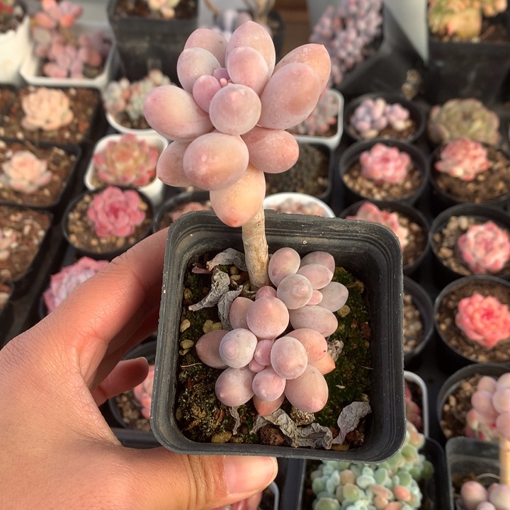 精控汤圆一物一拍