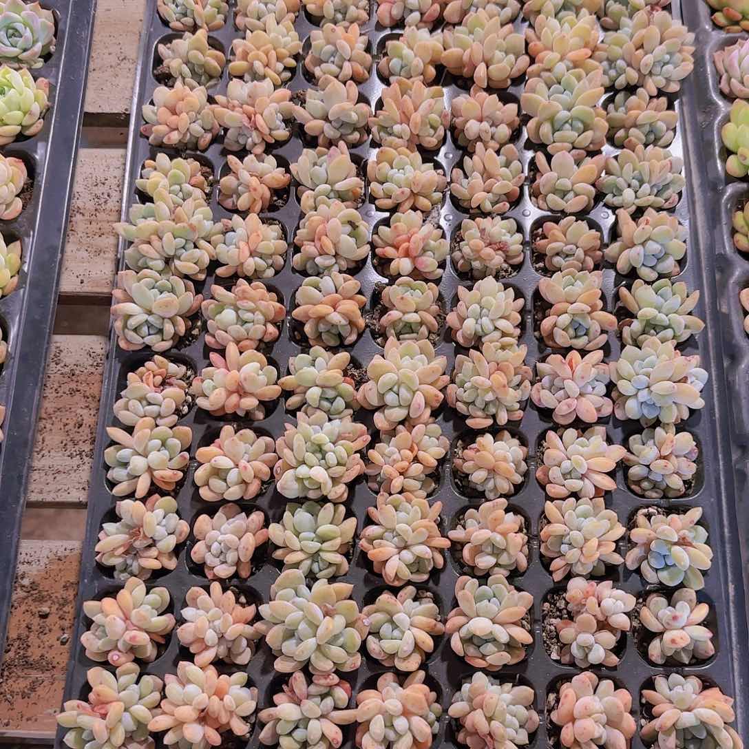 直播一物一拍多肉56