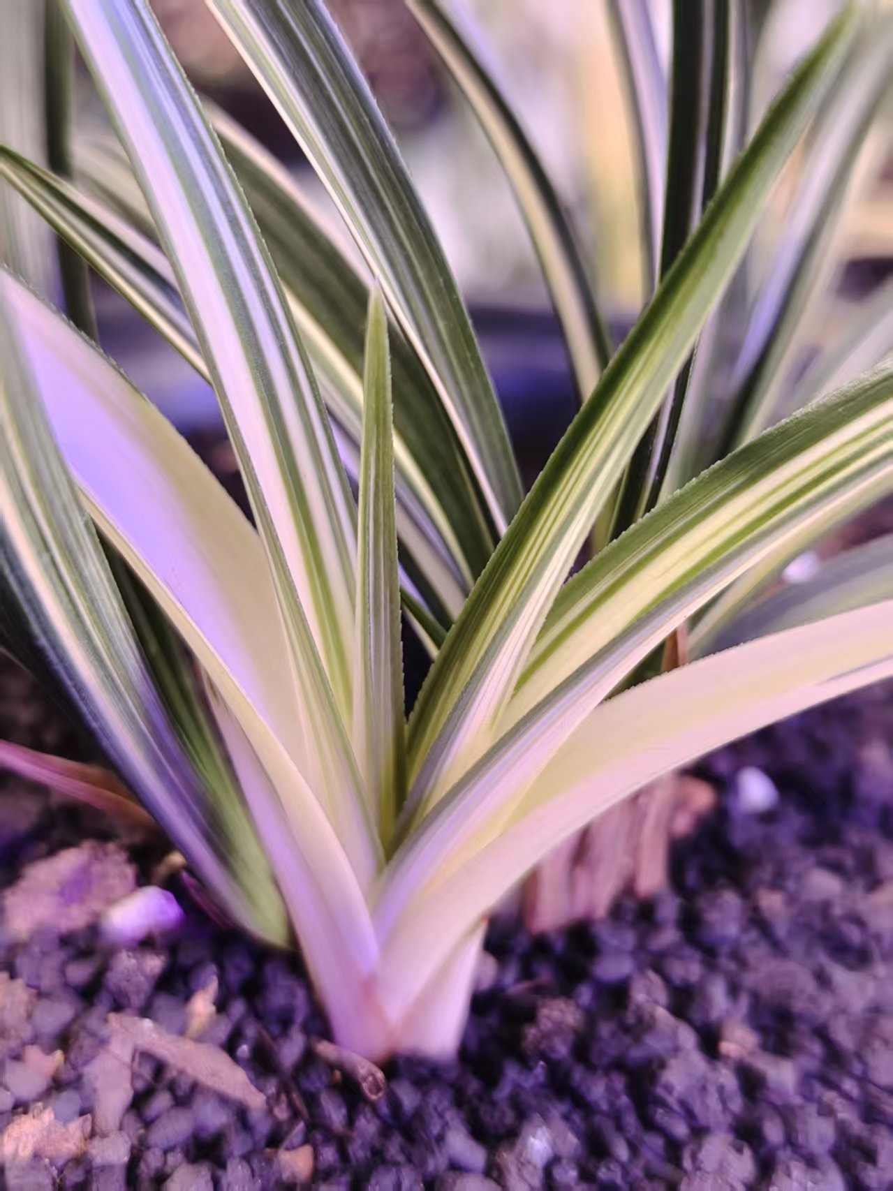 好养易活的兰花室内盆栽适合办公室与阳台摆放