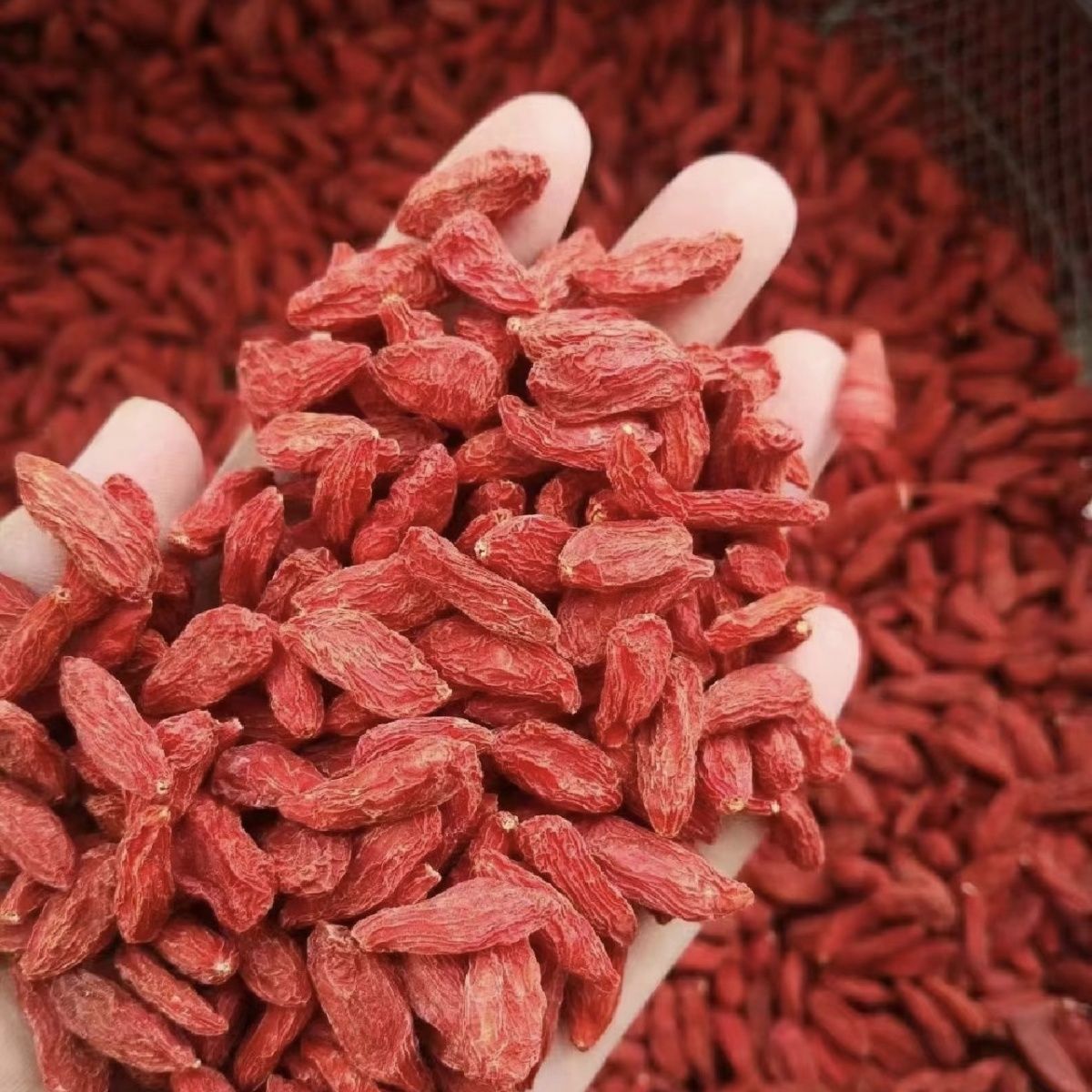 正宗宁夏大颗粒枸杞