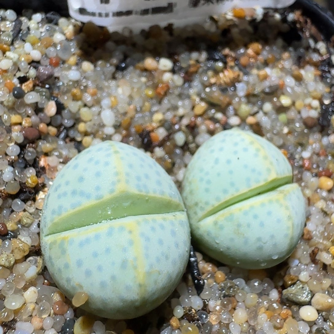 Zzzz精品生石花1030绿幻玉