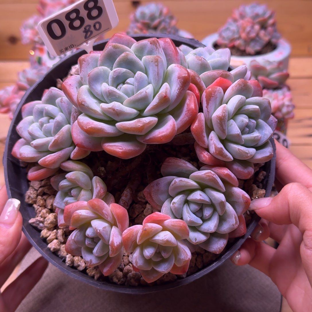 088号冰玉老桩8头群生