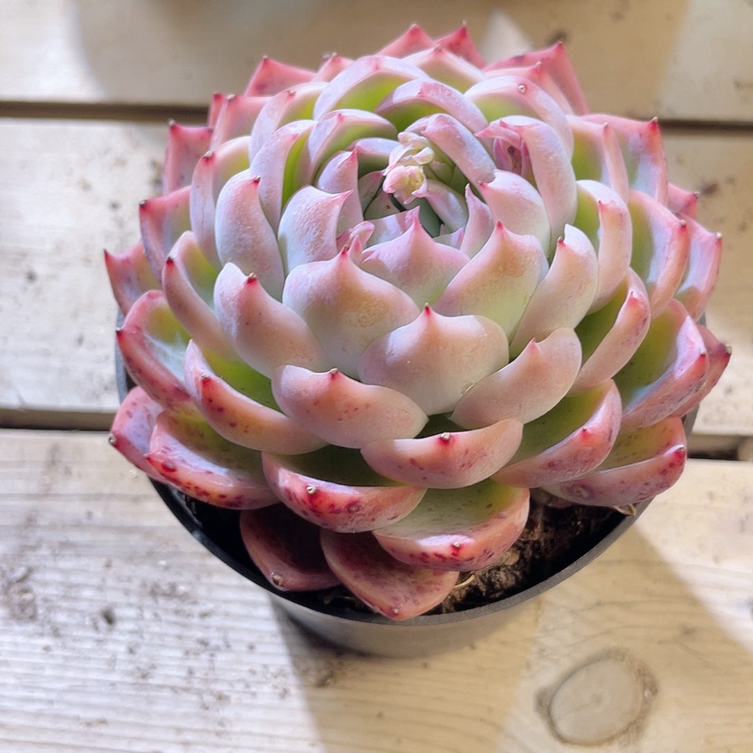 1222  冰荷  六月六