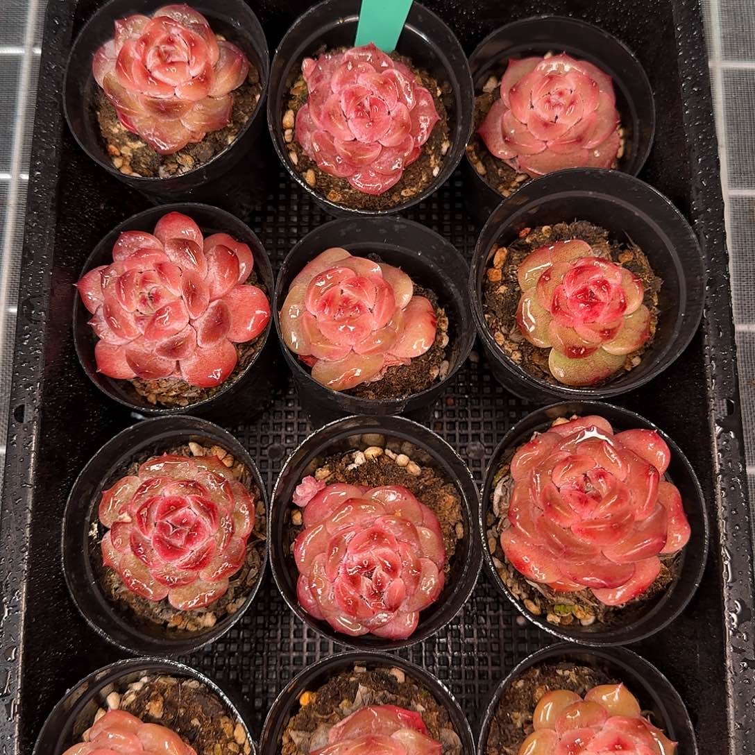 从前慢花园精选0120-135