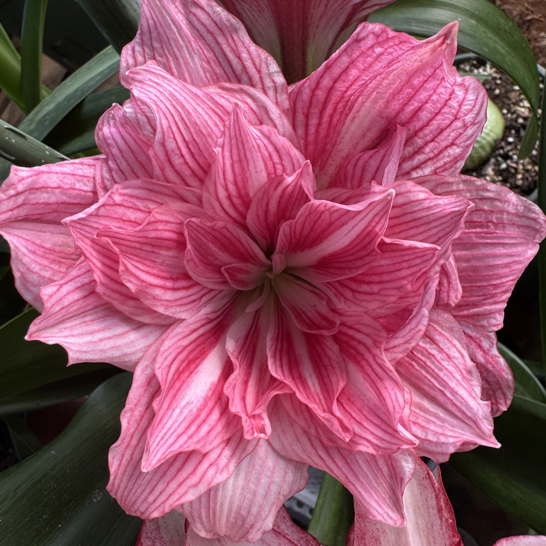 【台朱】孤宝仙子/五重天/恐龙妹朱顶红花卉