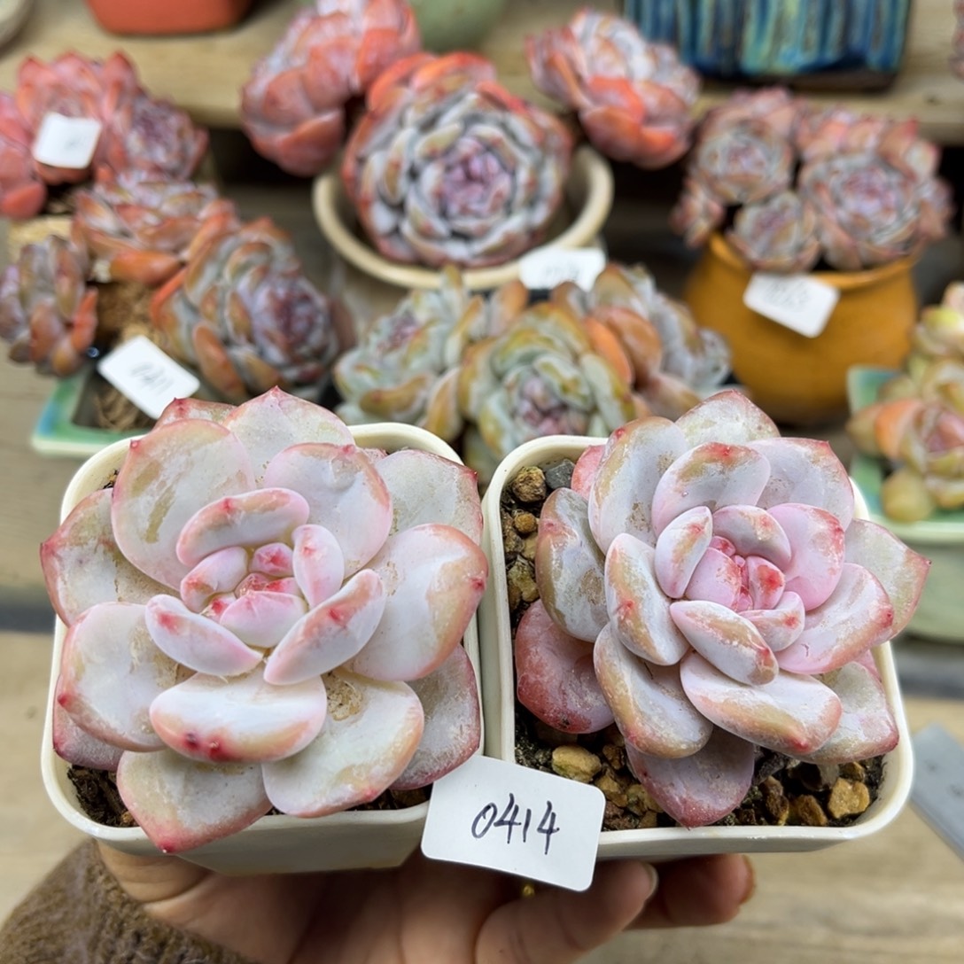 粉底紫心414/2棵多肉