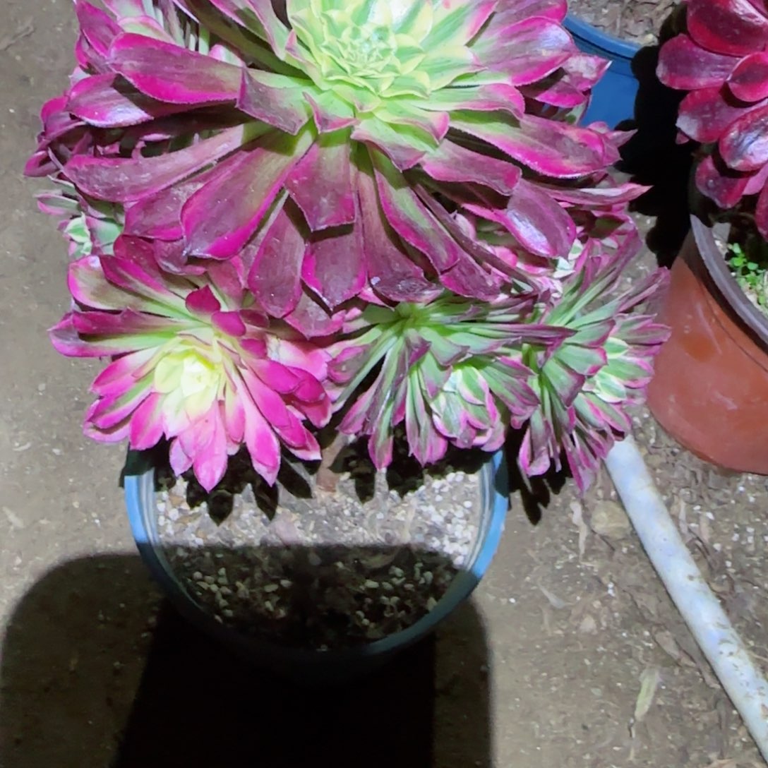 天合法师肤多肉667