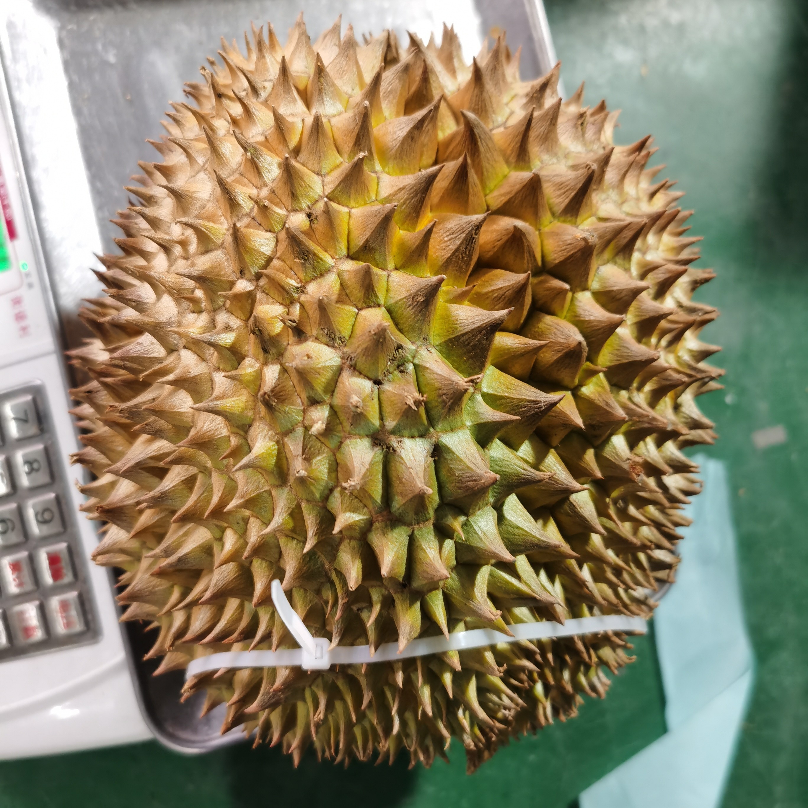 金枕榴莲1颗（鲜榴莲，约2-8斤)核大金枕泰国