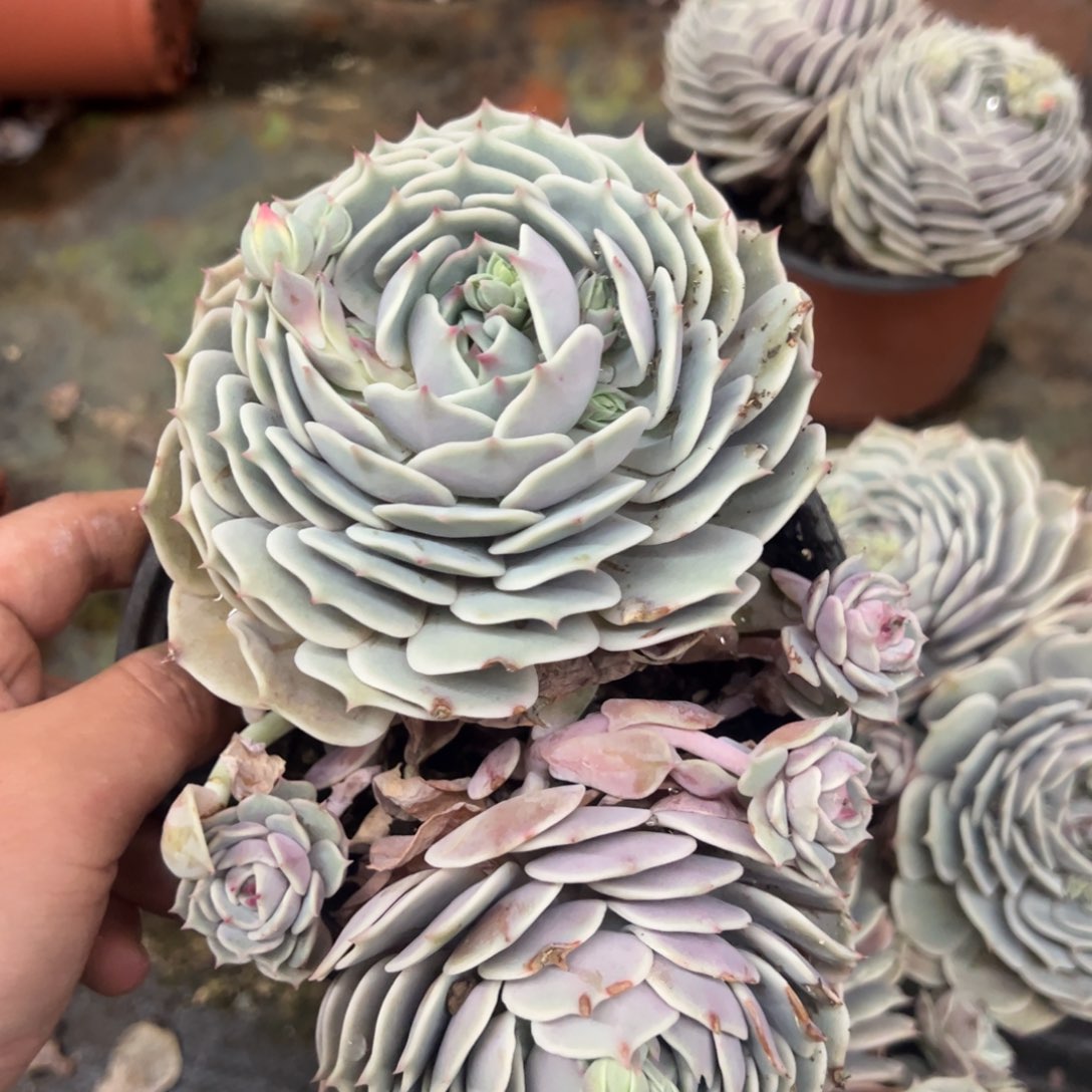 露娜莲双头起发老桩