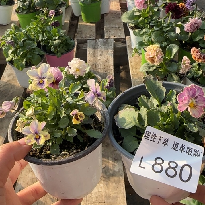 酥***饼无花朵L880两棵小苗默认苗晃零下5勿拍