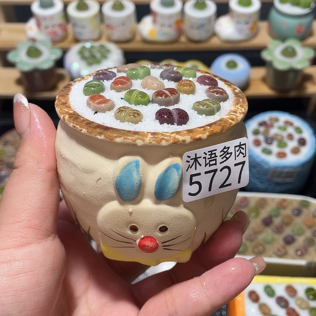 带盆土植物 一物一拍5727