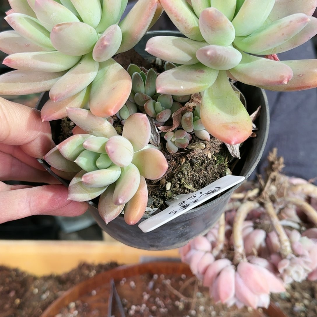 喧喧，唐三彩，158         肉