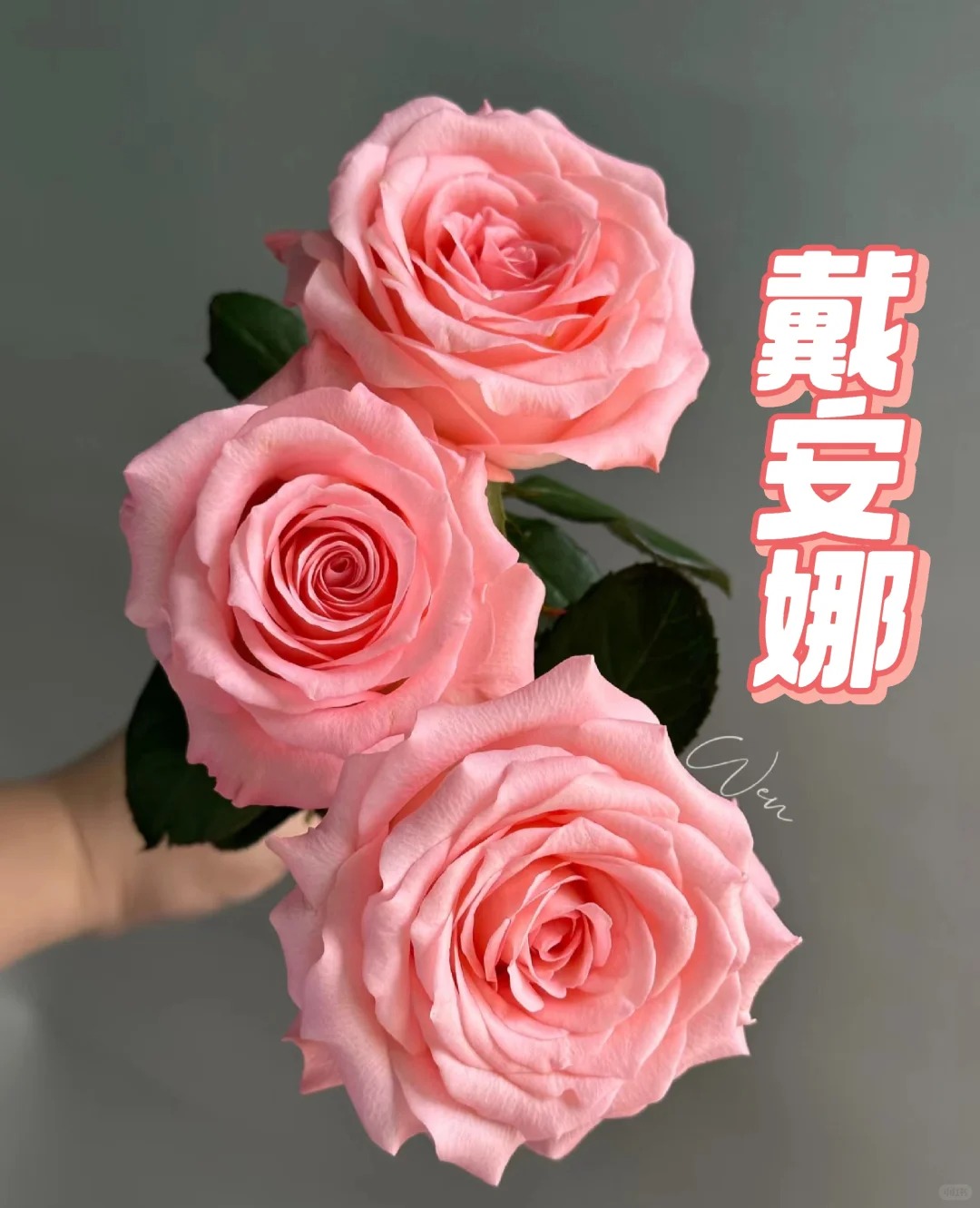 【戴安娜颜色不匀】单头玫瑰18+2枝防损云南顺丰直发