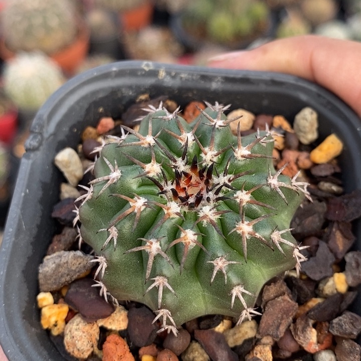 【闪购商品】铃木奇特圆盘