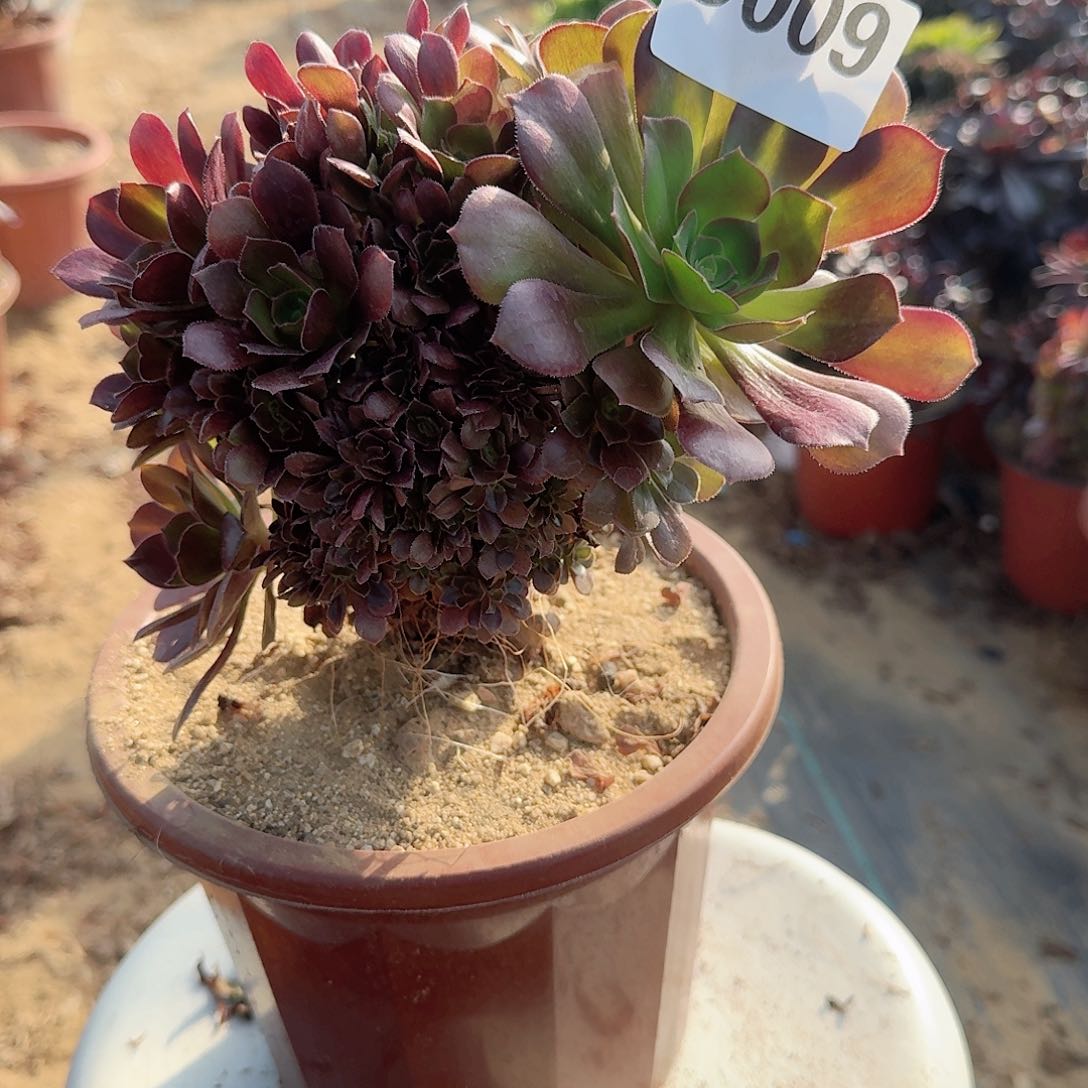 009玫瑰朵朵有伤一颗满28包邮