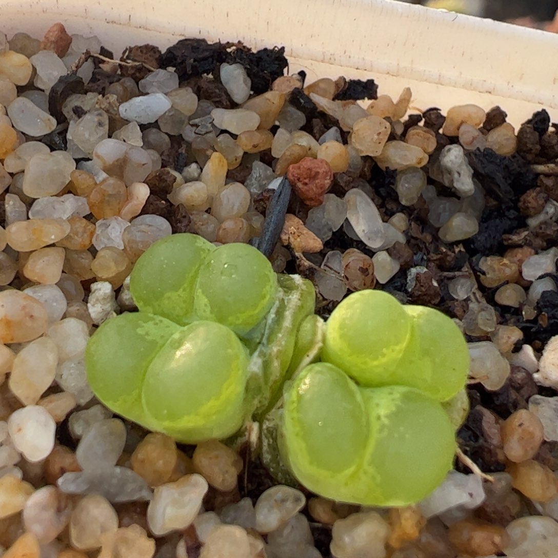 大眼睛风铃多肉植物