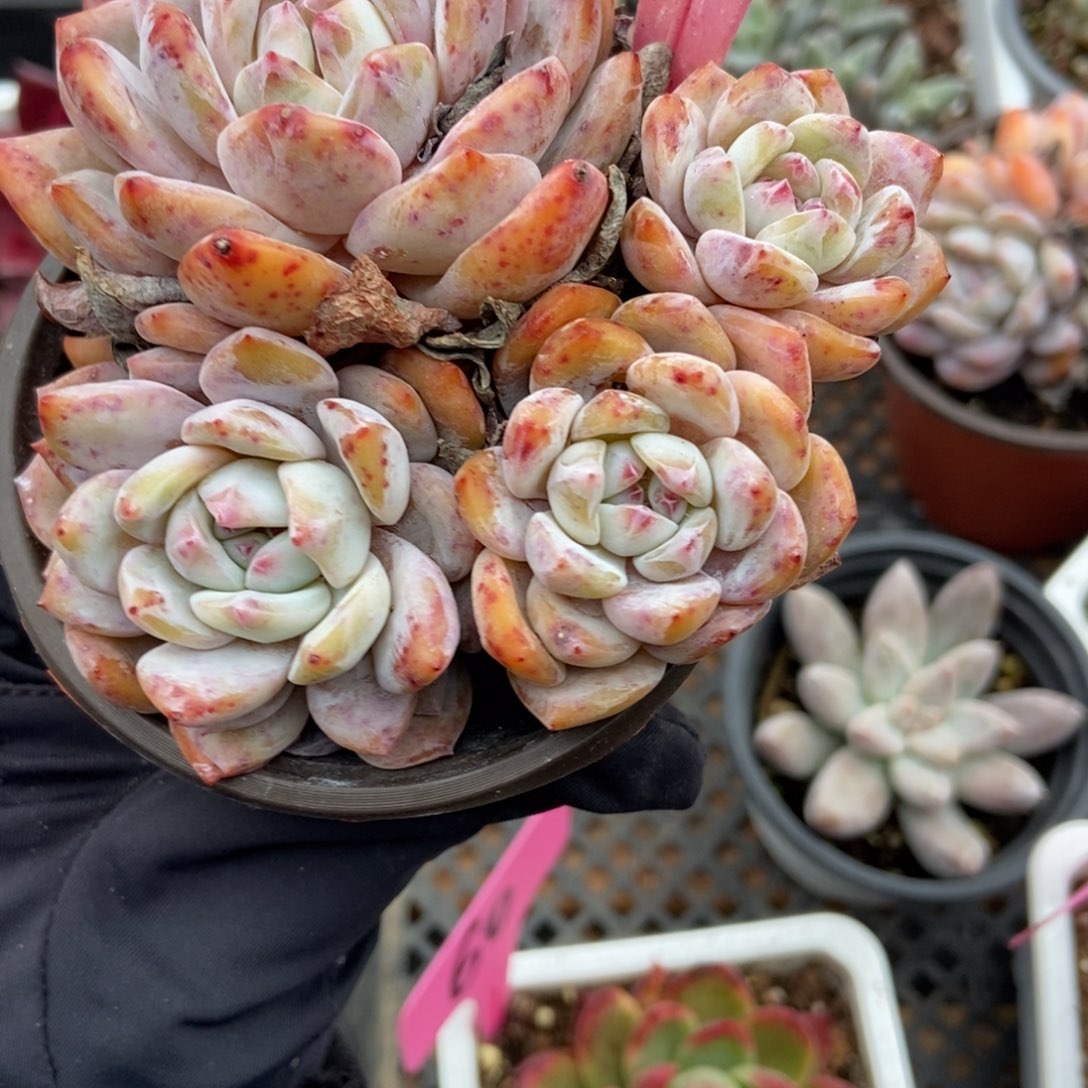 144韩橙多肉植物多肉