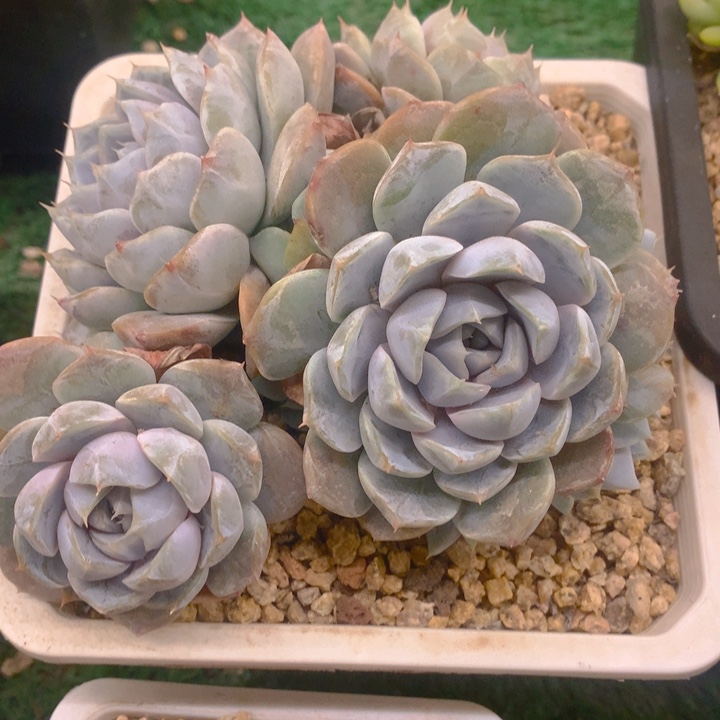 多肉乐园精品雪兔