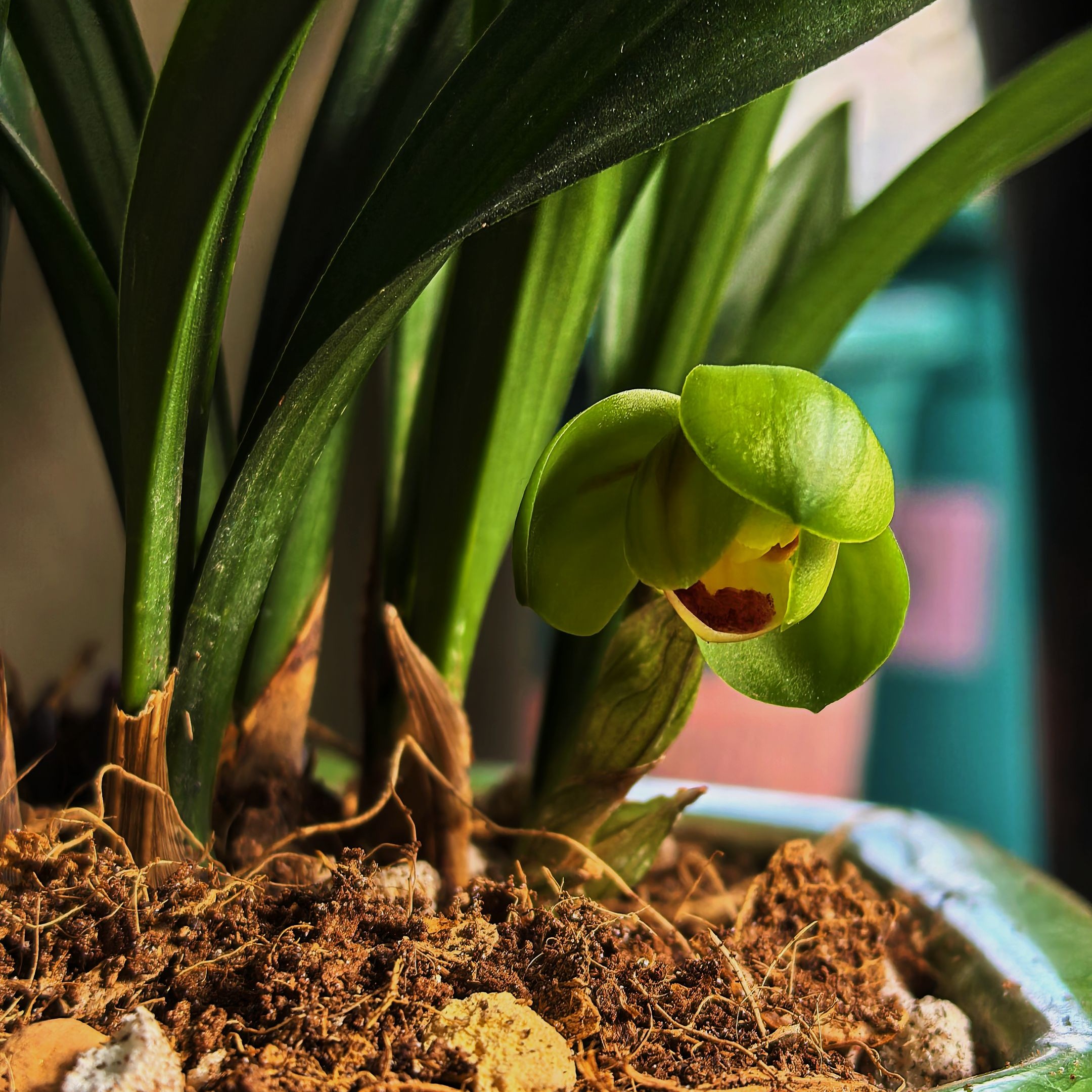 兰花系列，私拍不发货