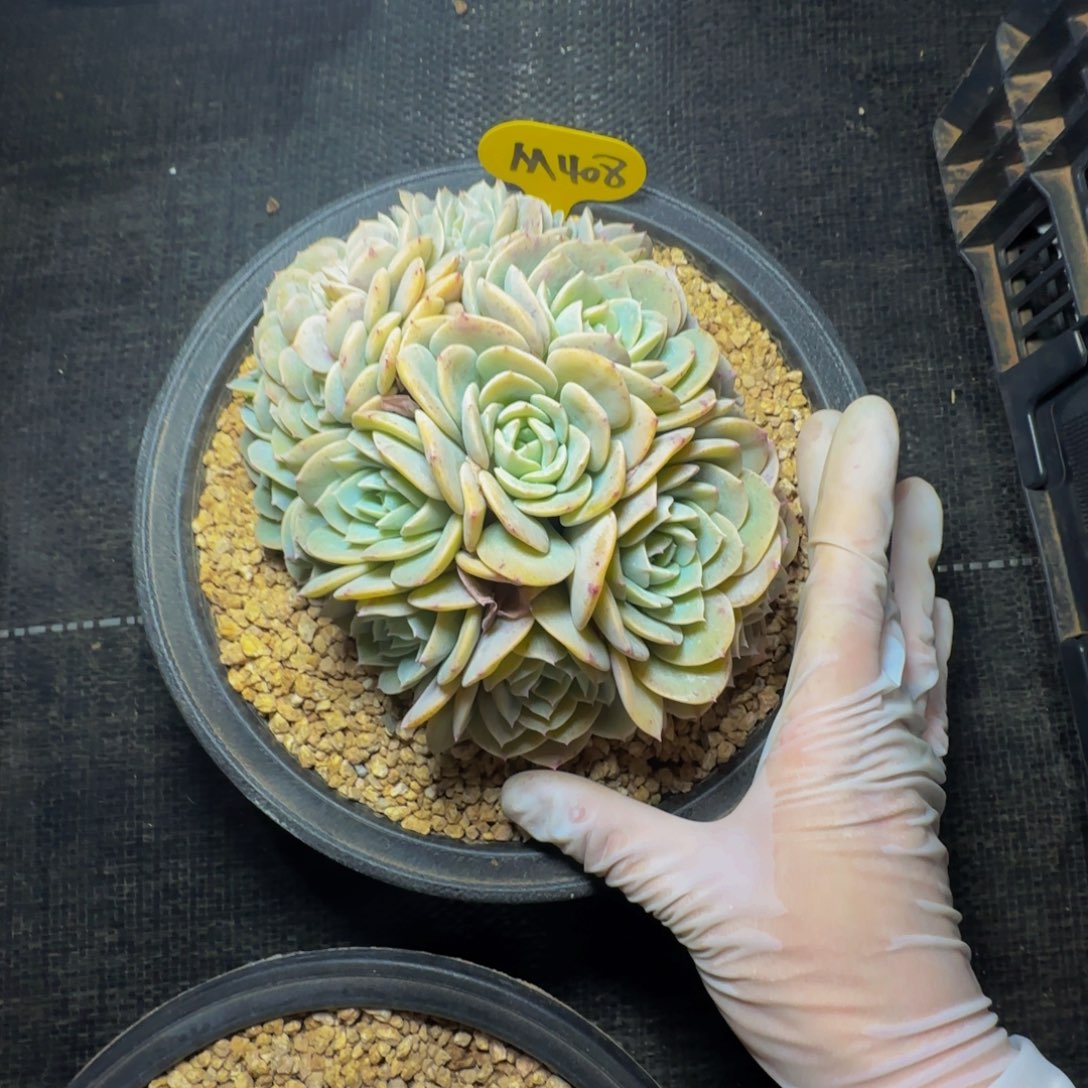 风*m m m m m m m 408