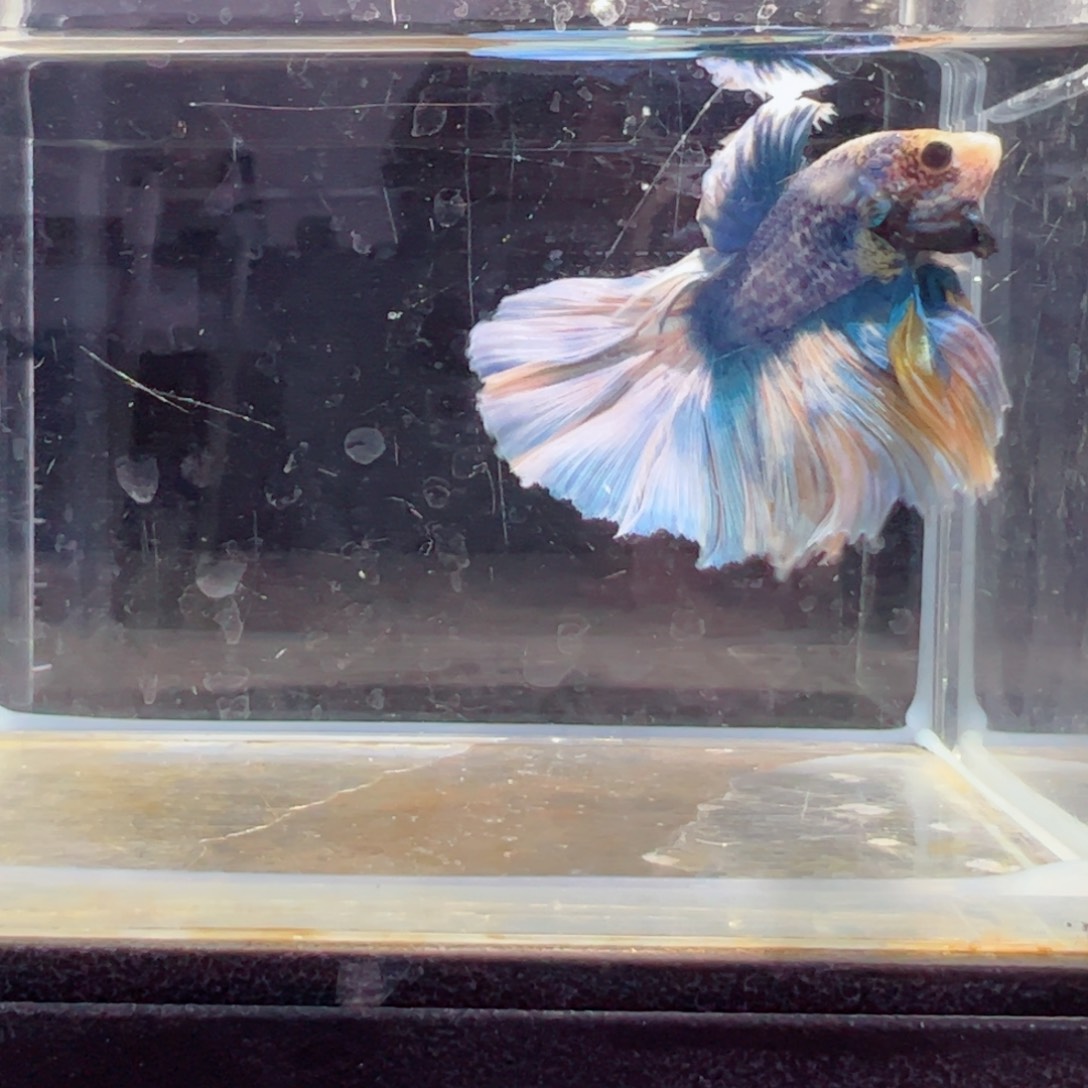 斗鱼浅色特殊尾hhhh