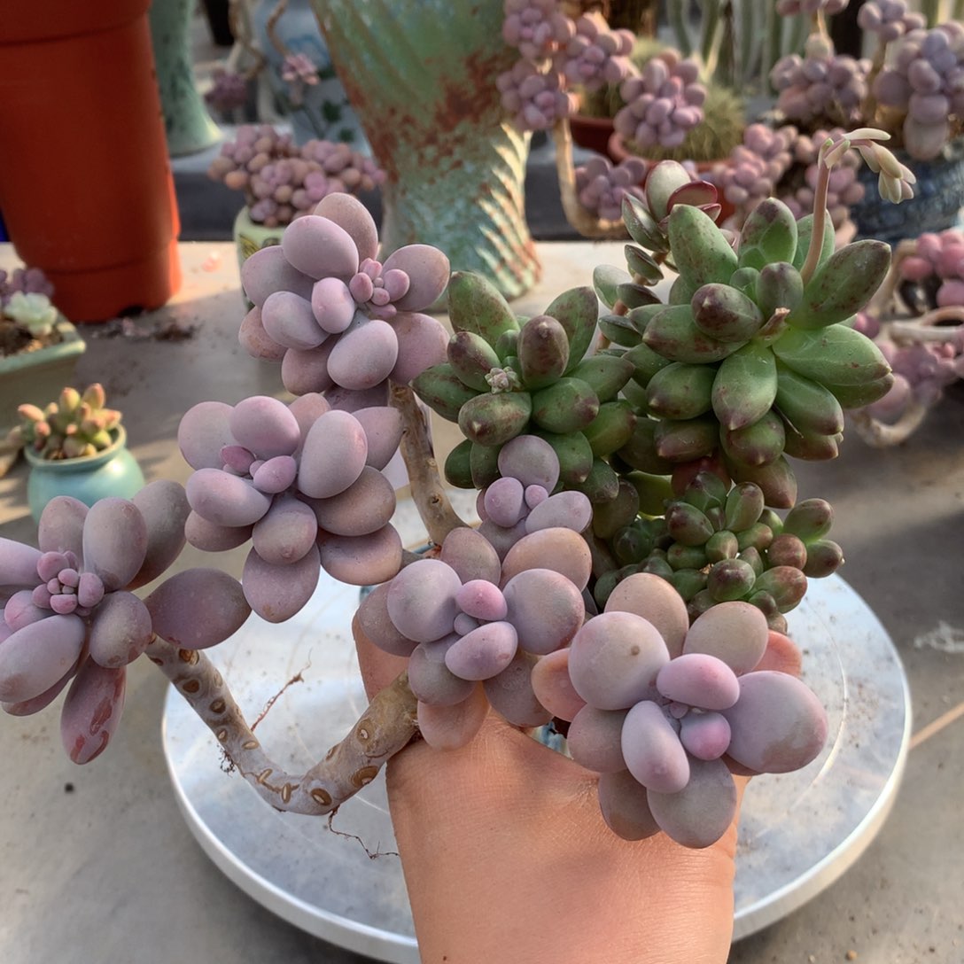 桃蛋老桩27号不带盆