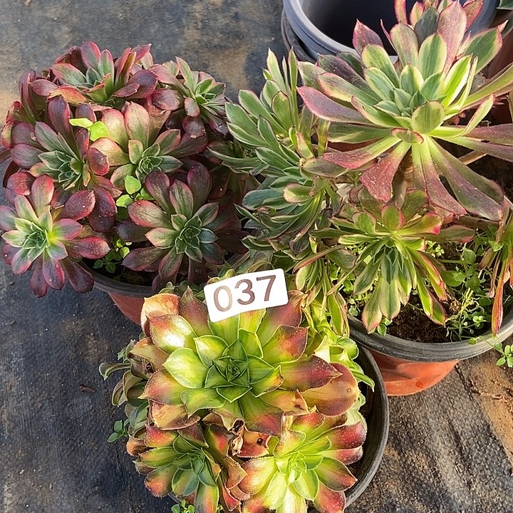 韶华安娜 天河37多肉不包断