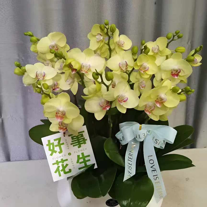 【保底3花剑】 3.5寸杯  开花株 绿翡翠  蝴蝶兰 盆栽花卉 叶片微瑕