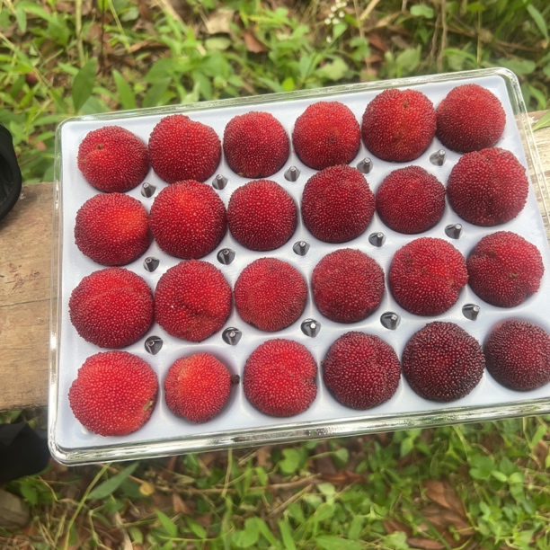 泰顺东魁杨梅新鲜现摘当季水果顺丰包邮