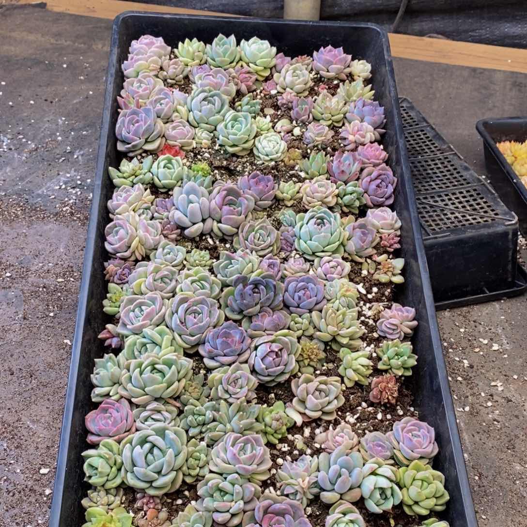 966多肉植物保护研究所所长助理研究员