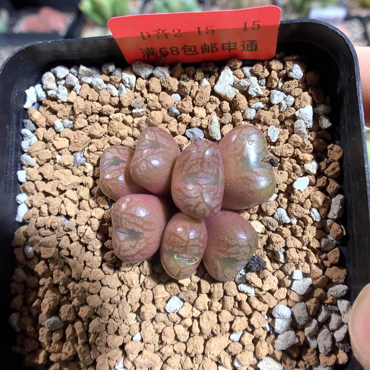 【闪购商品】2-15-15 铜壶一群 40