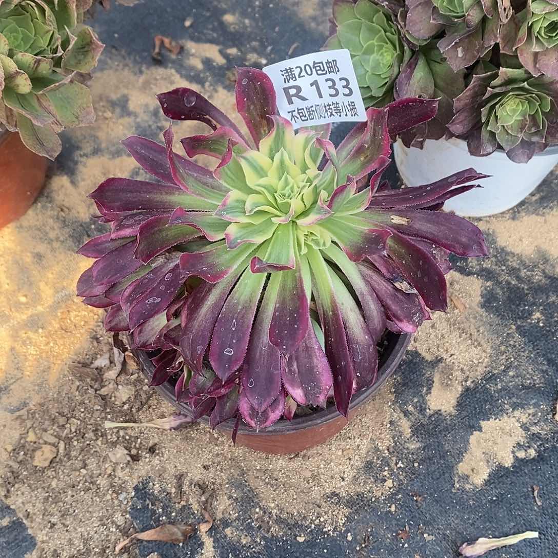 133天合多肉法师锦