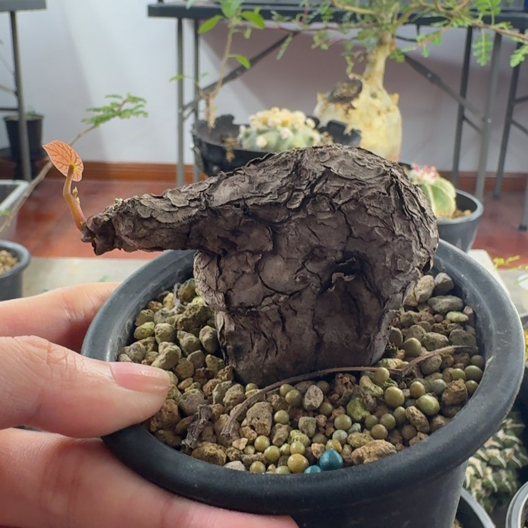 201一叶龟呵呵呵呵