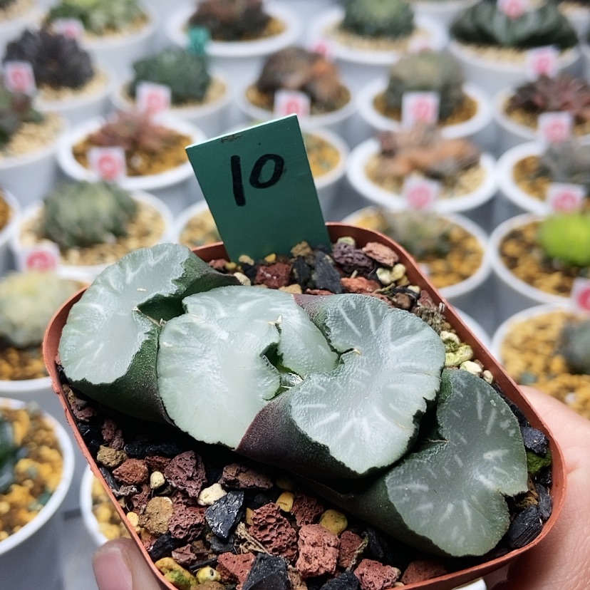 【闪购商品】10白亚玉扇