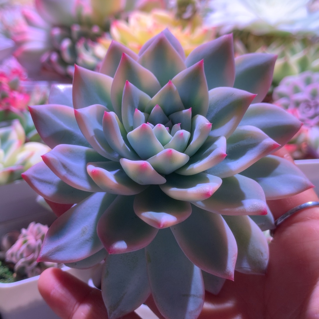 粉蓝鸟覆轮锦砍头