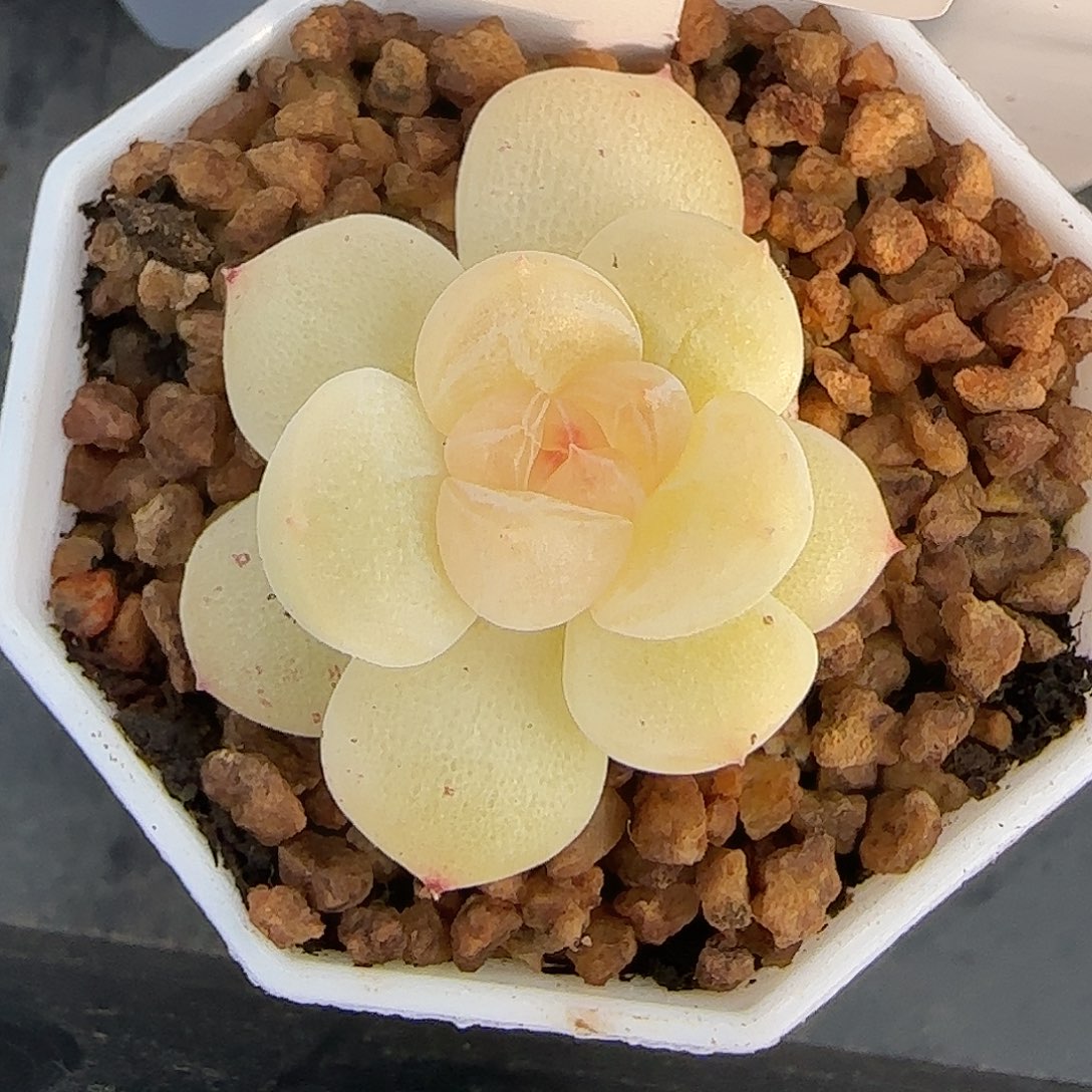 24福利新月单头群生不包整