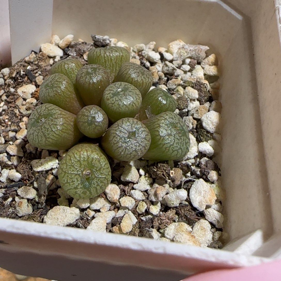 z****肉锥多肉植物百科-940