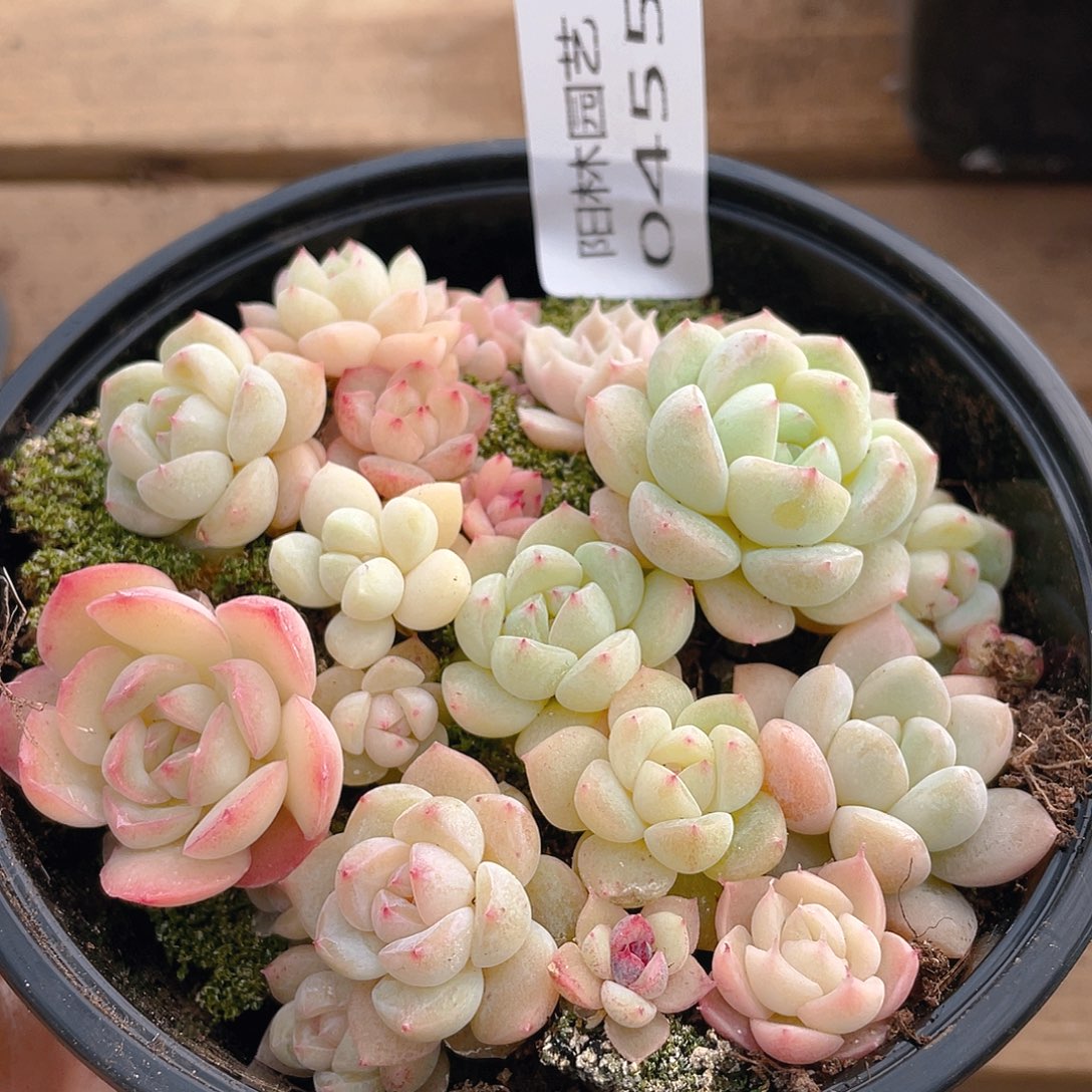 多肉植物多肉植物455