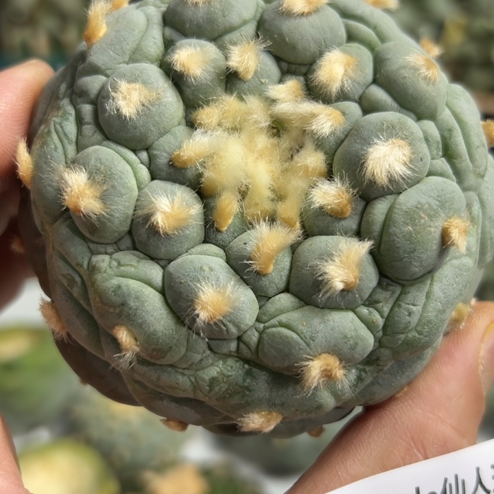 957可节后发货 可帮发根