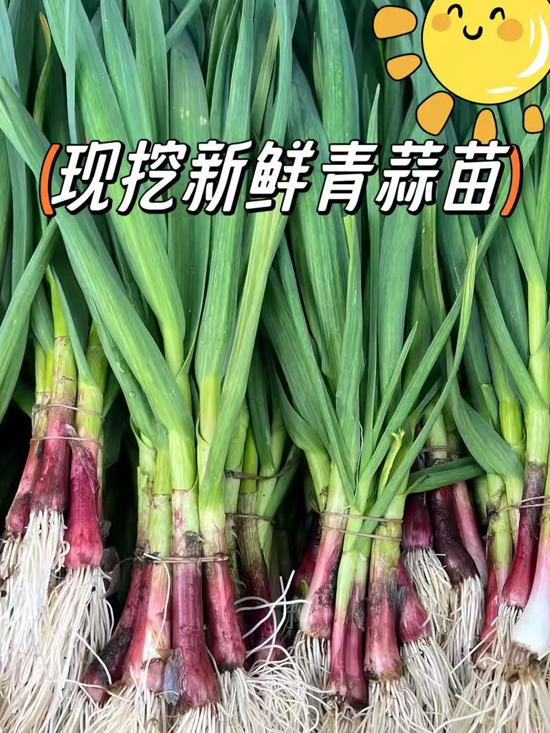 四川新鲜香蒜苗/露天农家种植紫皮蒜苗/大蒜叶青蒜苗/现摘现发